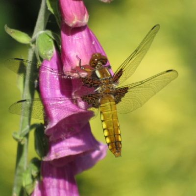 Sunbathing - Alison Newlands Staff